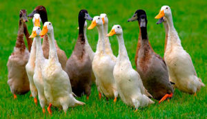 indian-runner-ducks-5min